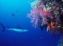 Photo of shark swimming next to coral drop-off