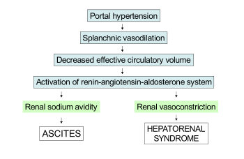 Diagram: portal hypertension leads to splanchnic vasoconstriction, which decreases effective cirulatory volume. This activates the renin–angiotensin–aldosterone system, which leads to ascites due to kidney sodium avidity and hepatorenal syndrome due to kidney vasoconstriction.