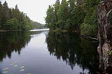 conifer woodland and river