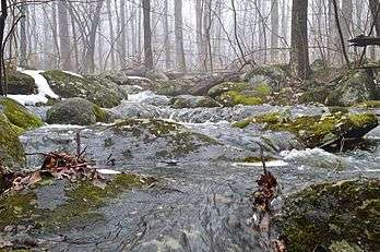 Herrontown Woods Arboretum brook.JPG