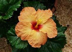 Hibiscus A.JPG