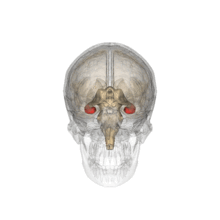 Cerebellum