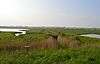 Holland Haven Marshes