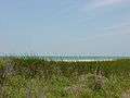 Honeymoon Island State Park (Image 5).jpg