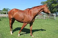 Horse at Northfield Twp. Michigan