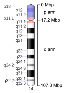 Map of Chromosome 14