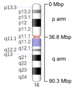 Map of Chromosome 16