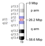 Map of Chromosome 19