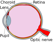 Diagram of an eye, in cross-section.