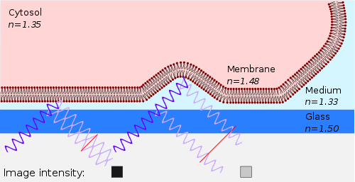 Principle of Interference Reflection Microscopy (IRM)