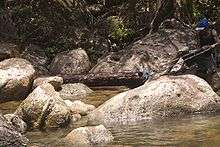 A Malagasy worker (right) pulls on a rope tied to a massive rosewood log, trying to move it down a stream with massive rocks obstructing the path.