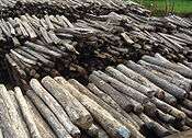 A close-up photo of an organized pile of dozens of rosewood logs