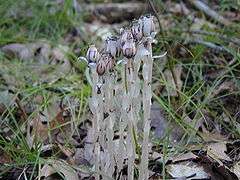 Photograph of flower and stem leaves.