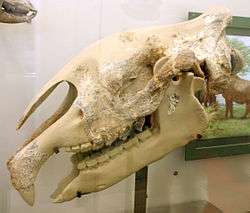 Paraceratherium skull