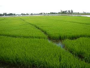 Rice paddies in Balagtas, Bulacan.