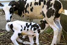 Photograph of a Jacob ewe nursing her lamb