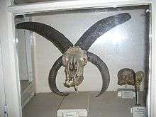 Photograph of a Jacob sheep skull on display at the Muséum d'Histoire Naturelle, Bordeaux, France