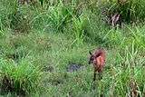 A young sitatunga, a type of swamp antelope