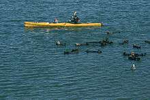 Photo of person sitting in boat holding paddle with otters swimming in foreground. Boat is approximately 12 feet long and only slightly wider than paddler.