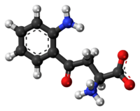 Ball-and-stick model of the L-kynurenine molecule as a zwitterion