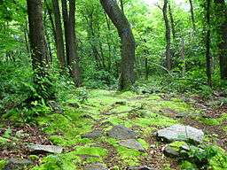 A path leads through flat stones and moss to a green forest with large trees, one of which has a blue trail blaze