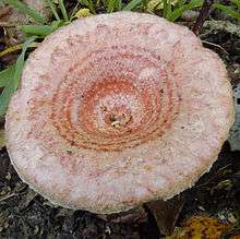 View showing round cap surface of an orange mushroom with several darker, concentrical rings