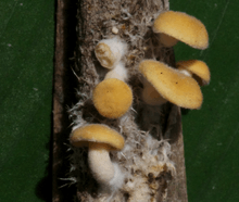 Picture showing small, laterally stiped mushrooms on a mat of mycelium developing at the stem of a leaf