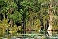 Lake Martin LA USA swamp.JPG