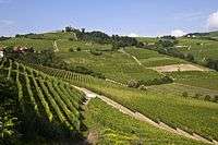 Green vineyards cover rolling hills