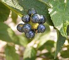 Mature fruits of Lantana camara