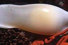 A light, flask-shaped egg case with the yellow yolk visible within, lying amongst coral branches