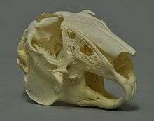 Skull of a hare