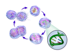 Cell Life Cycle for Cancer