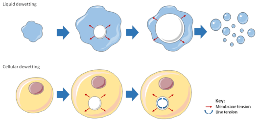 Diagram illustrating the analogy between liquid and cellular dewetting.