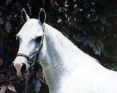 Head and neck of a gray horse