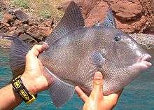 A large, open-mouthed grey fish is held up by a man using both hands.