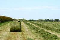 A cylindrical bale of mown grass in a field