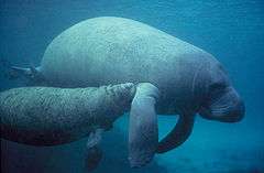 Manatee swimming with calf