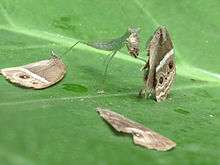 Mantis eating a butterfly