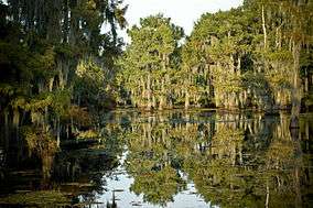 Cypress trees covered in moss in reflective water