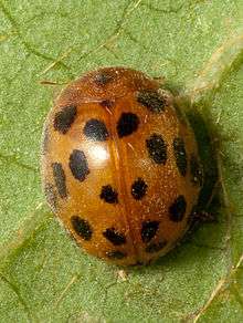 24-spot Ladybird