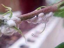 Mealybugs on Hibiscus plant.