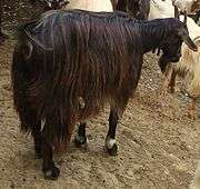 a long-haired black goat