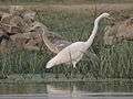 Migratory birds at village pond Bakarpur, Mohali, Punjab, India 05.JPG