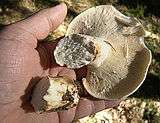 Broken stipe of a gilled mushroom with brittle flesh