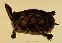 A large male wood turtle standing on grass facing the viewer.