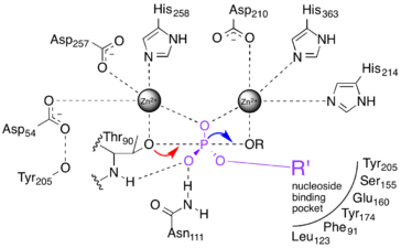 Active site schematic