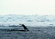 Photo of the tail fluke of a narwhal