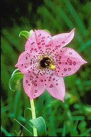 Flower of Nomocharis, an example of Lilieae