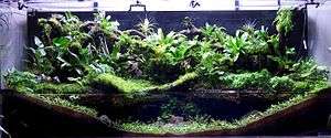 An aquarium viewed from the front. At the bottom front, dark substrate material is built up high at the left and right sides, and low in the center, and its surface is covered by tiny green plants. Water fills the center of the tank, to about half way up the total height of the tank. Many and various larger plants grow above the water, and over the back wall of the aquarium.